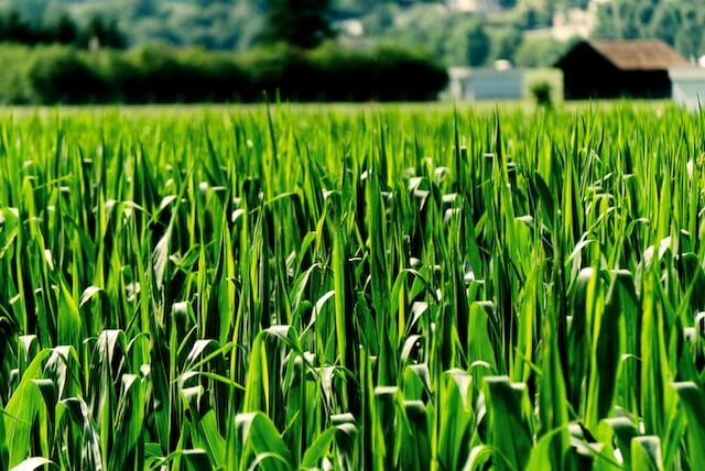 nature green field